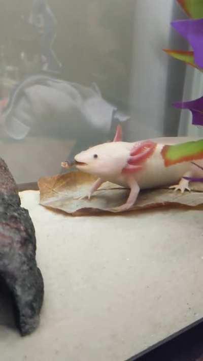 just caught my axolotl smoking a cigar, I hope he can get out of this habit