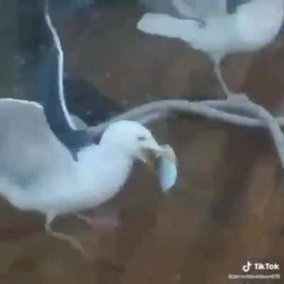 Drop it... Drop it.... Drop it...