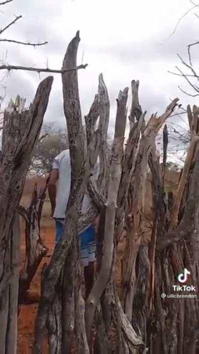 Jumping over spiky branch fence