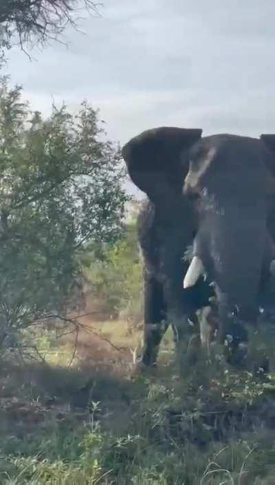 Elephant attacking a safari car 