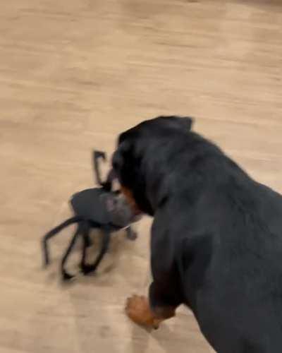 Sometimes Halloween Costumes Look Real