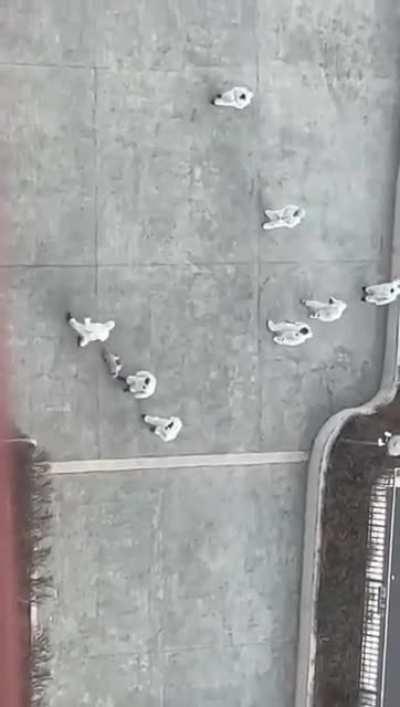 Chinese white guards (anti-Covid personnels) brutally killed a dog