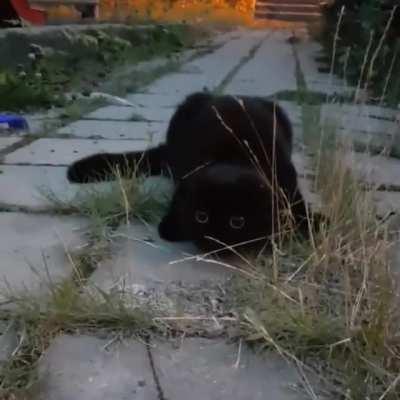 Tingeling stalks prey on the sidewalk