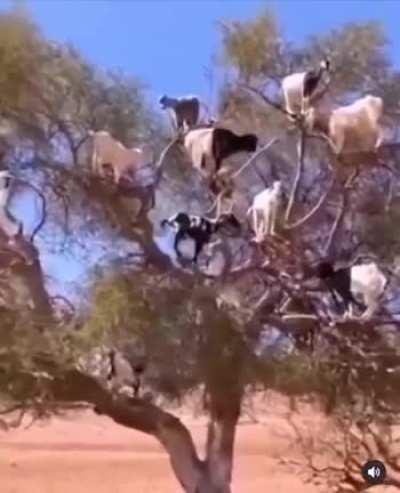 how could they climb up there?