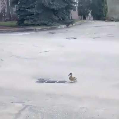 One duckling falls down