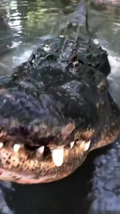 There's something truly awe-inspiring about that roar.