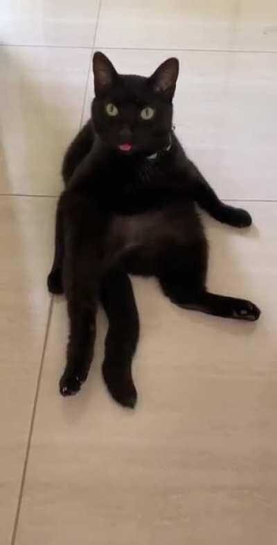 Meet Nina. My little stray girl who followed me home 8 years ago on Halloween night.