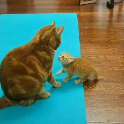 I'm not afraid of you