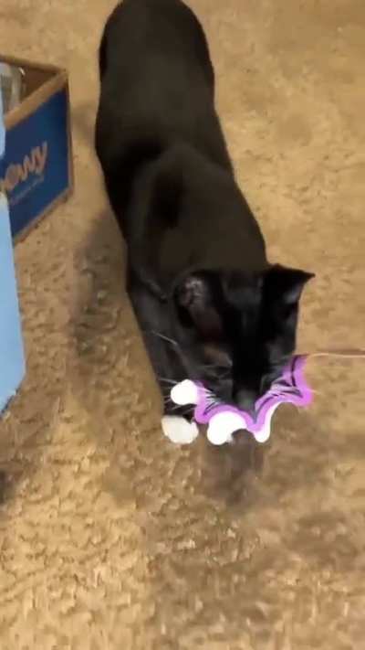 Harpo Halloween extravaganza