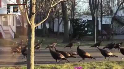 Imagine seeing this early in the morning.