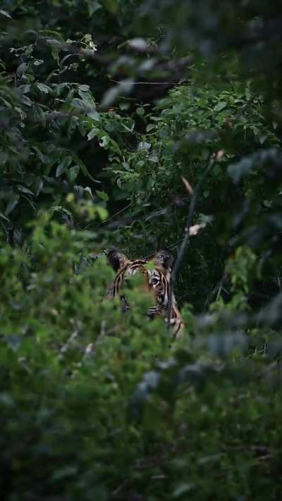 The eyes chico they never lie.