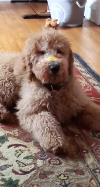 Pup is too young to remember snap bracelets