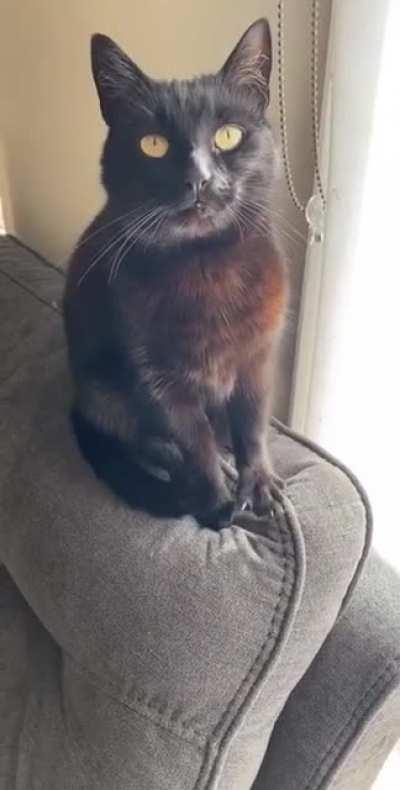 His trills 😍❤️ my precious boy always chirps around the house, waiting for pets