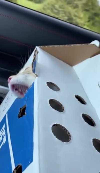 Orange Braincell Escape