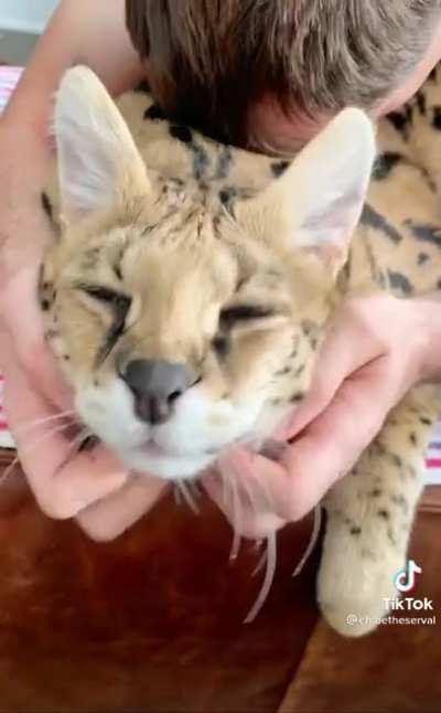 sogga loudly purring