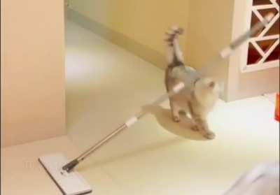 Has the cat been planning this for a long time?