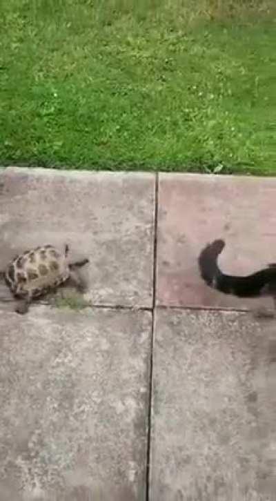 My turtle people need me
