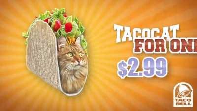 Taco cat