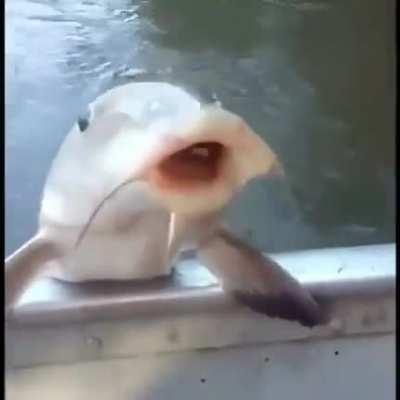 🐟