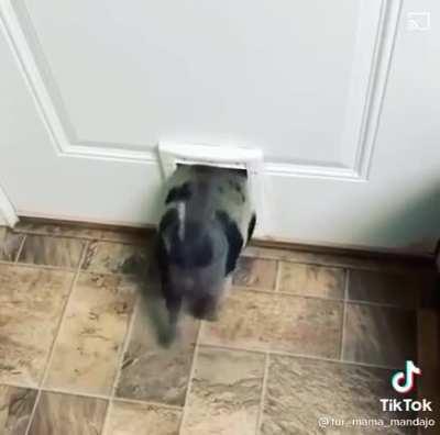 I think I have officially found my spirit animal.