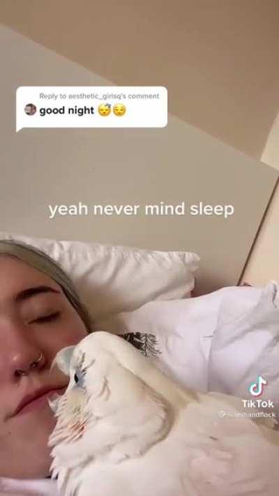 Parrot can’t stop partying