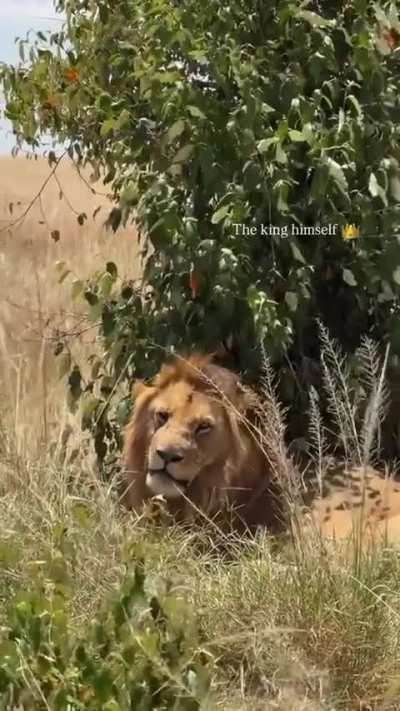 Looks like Lormasi's little family (Natana)is thriving. His son is growing and unfortunately his mother is no longer. They live now at the border area.