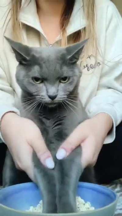 Long ago, the two kittens lived in harmony...