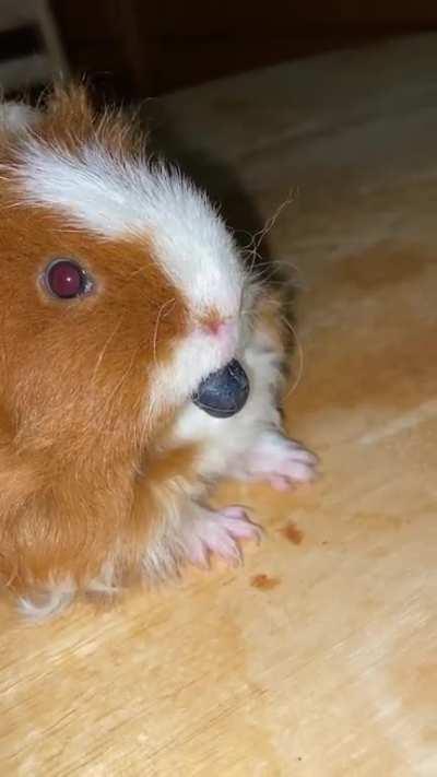 I think my pig’s broken. 😅