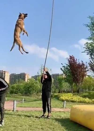 how high the dog can jump (with some help)