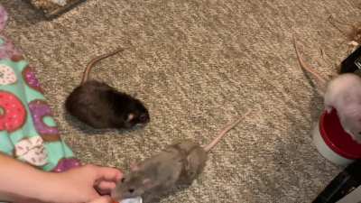 My smart pet rats Crumb and Cracker are learning to put a ball into a cup!