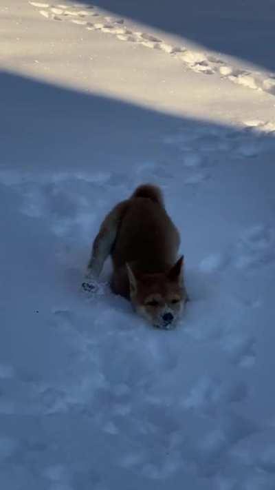 Hopping through the snow :)