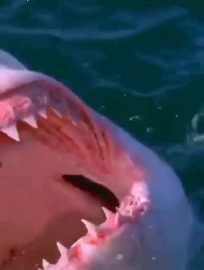 Pushing away a hungry shark.