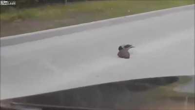 Шевели лапами!