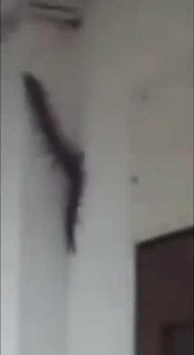 What the hell is that?