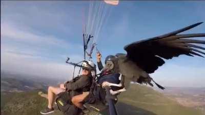 Conheça o Urububer - Uber de urubu