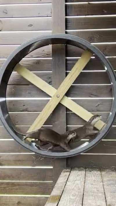 Bubbles and Whis are having a blast on their giant wheel! I had to modify it to hang on the wall as they broke the base running so fast it fell off! “I own a Federally licensed wildlife park”