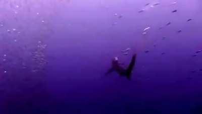 Thresher Shark cracks the whip