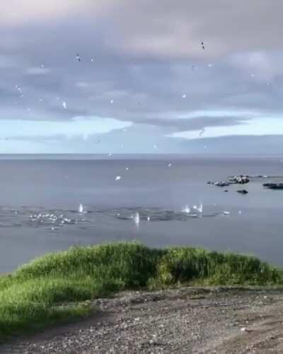 🔥 Gannets torpedoing in the ocean🔥
