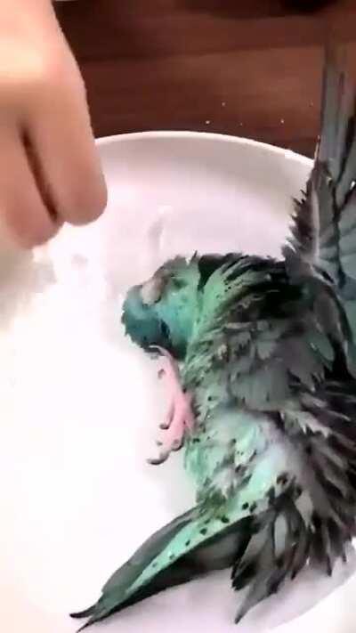 Bath time 🦜