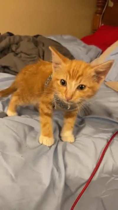 Trapped a feral kitten in a BBQ woodpile, scared, dirty and skinny. Within 2 days, she’s screaming for snuggles.