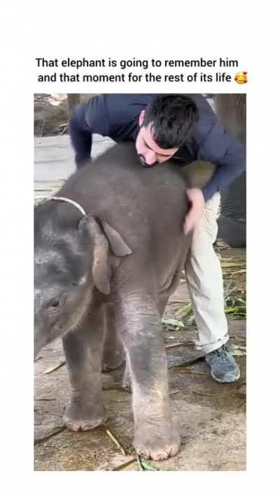 Momma elephant be like 