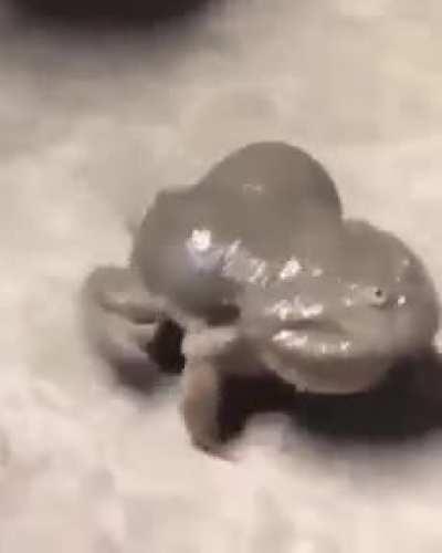 This frog is a Cape narrowmouth. She can neither jump nor swim, but she digs holes very well