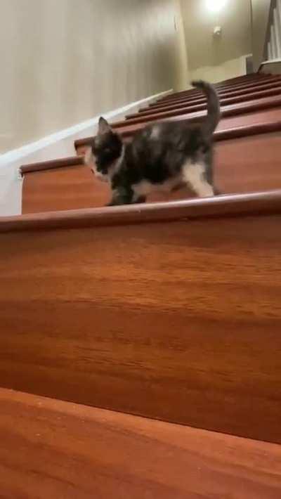 Weebie starts conquering steps, now, she is the keeper of the stairs.