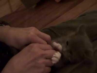 Kitty tickle