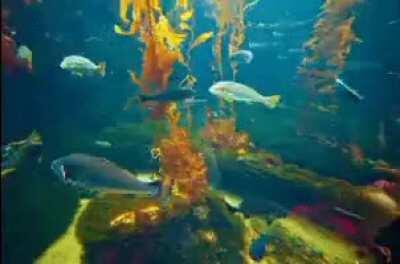 actual fish for twomad