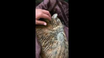 Posted this awhile back. You all seemed to like it, so here's Ripley again