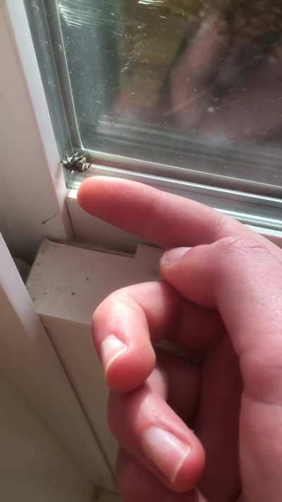 Jumping spiders are so cute and curious!