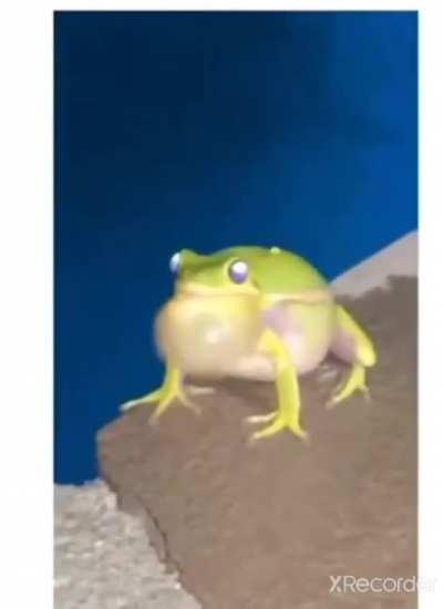 What species is this is this lovley gentleman