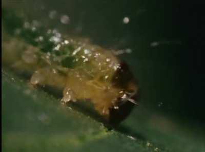 Rare Monogatari vibes spotted in the wild