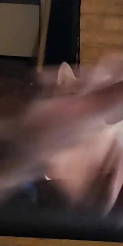 Oberon can't comprehend juggling